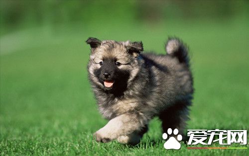 犬瘟热怎么治疗 对犬舍运动场应以各种消毒药