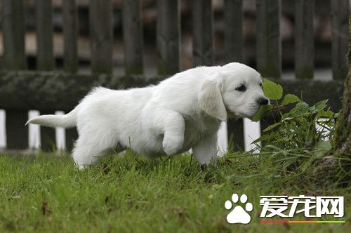 怎么样训犬 影响狗狗训练的三大因素