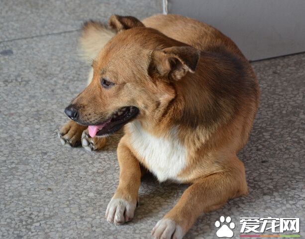 人吃的药狗可以吃吗 并不是所有的都适合