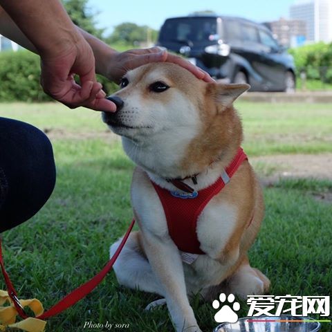 失去双肢不放弃 柴犬靠轮椅继续奔跑