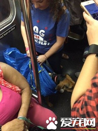 会移动的塑胶袋 主人袋狗偷渡搭纽约地铁