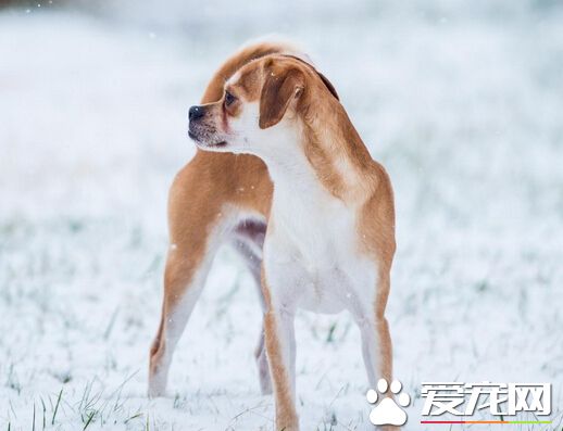 狗能吃辣的吗 尽量不要喂食其辣的东西