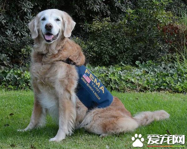 狗吃土是缺什么 纠正狗狗吃土的恶习