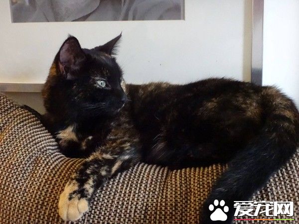 女子对动物毛严重过敏 却对这只玳瑁猫免疫