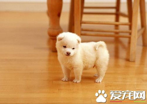 犬冠状病毒的治疗 本病多发于寒冷的冬季