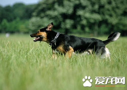 狗吃多了吐了 狗吃多了吐了的治疗方法