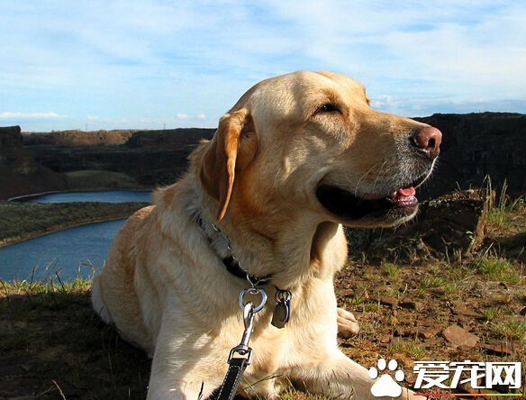 狗狗总咬自己尾巴 可能是自身无聊导致的