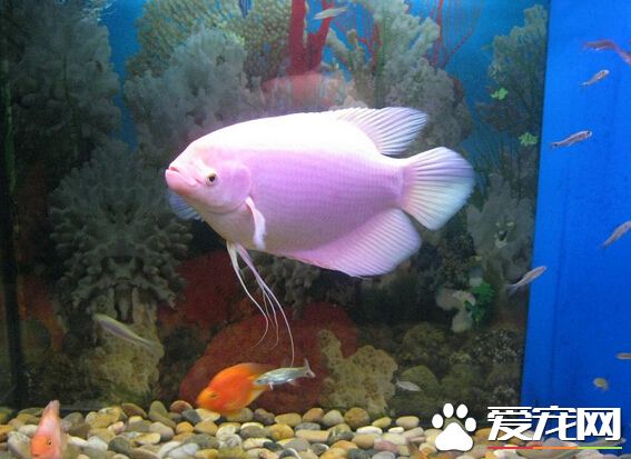 招财鱼如何分雌雄 招财鱼分雌雄的小技巧