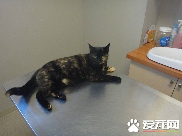 女子对动物毛严重过敏 却对这只玳瑁猫免疫
