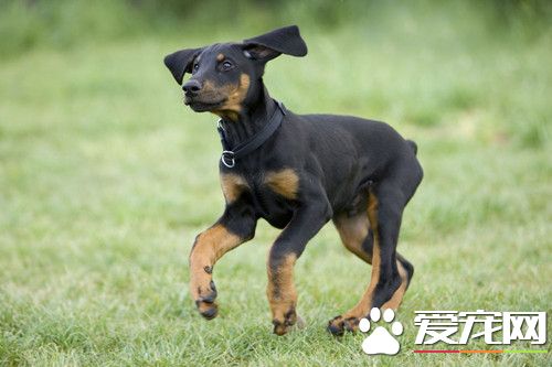 犬细小病毒治疗方法 此病的流行无明显季节性