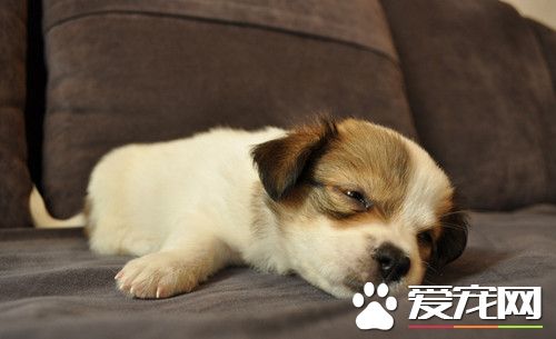 狂犬病发作的症状 对刚被咬伤的犬要及时治疗