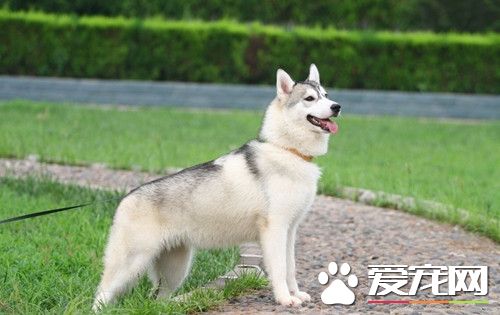 怎么才能训练好狗狗 养成良好的饮食卫生习惯