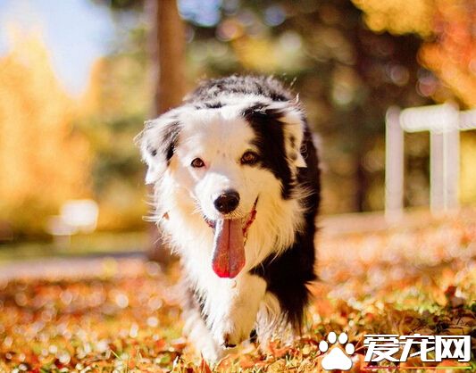 狗狗能吃泻立停吗 狗狗不适合吃泻立停