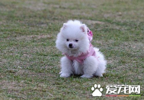 犬传染性肝炎传染人吗 初期症状与犬瘟热相似