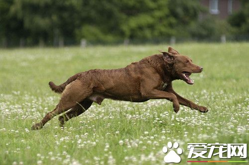 皮肤真菌病治疗 搞好犬皮肤的清洁卫生