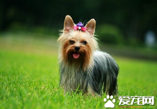 约克夏是什么狗 是小型玩赏狗的一种