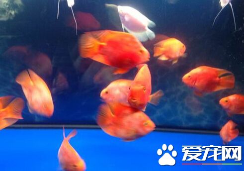 财神鱼多少钱一条 品种好的财神鱼要上千