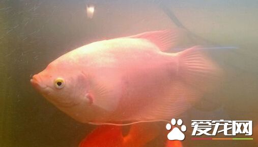 招财鱼红点病 红点病可能是由出血病导致的