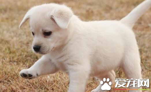 狗被跳蚤咬了 教你如何清除狗狗的跳蚤