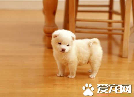 狗吃人的驱虫药 一定要控制好狗狗药量