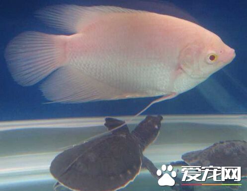 招财鱼病了 招财鱼的常见病以及治疗方法