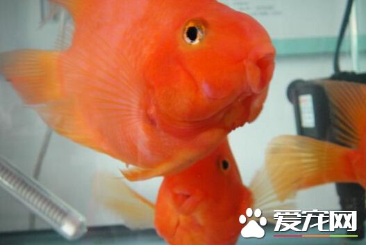 财神鱼能长多大 一般它能长到20-69厘米