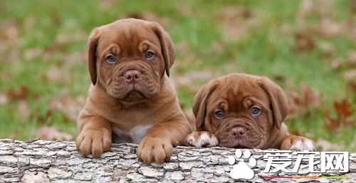 犬轮状病毒感染 以腹泻为其主要特征