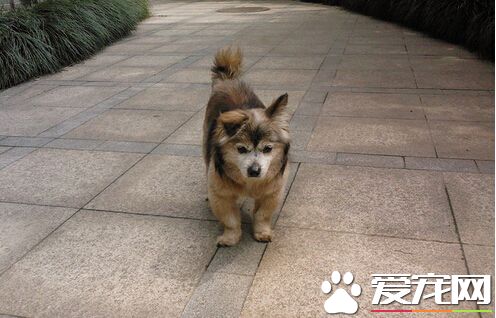 哪里买狗最便宜 不同的地方价钱也不一样