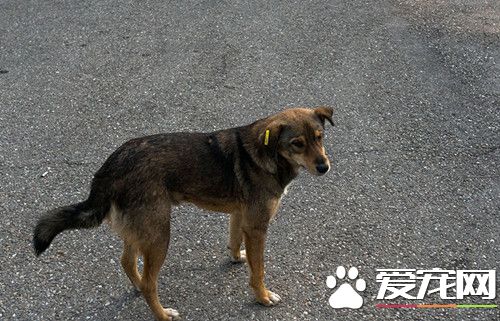 深部真菌感染的治疗 六种不同的深部真菌病