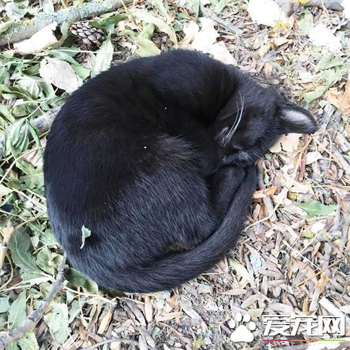 猫咪日日站岗守候 美国大兵终被它征服