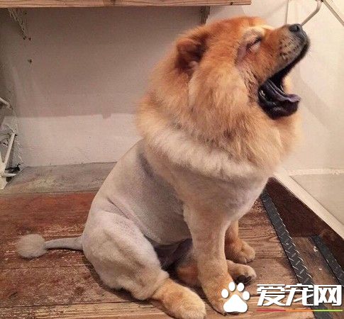 关西空港捕获狮子王 原来是超呆萌鬆狮犬