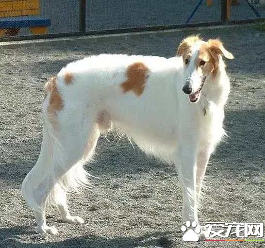 最笨的狗是什么狗 世界最笨的五大犬种