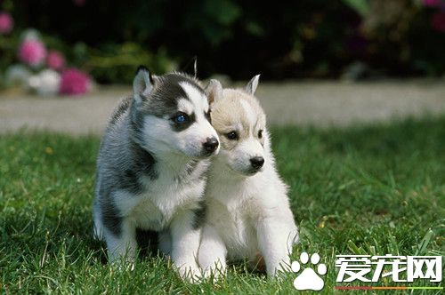 大肠杆菌怎么治疗 加强饲养管理搞好环境卫生