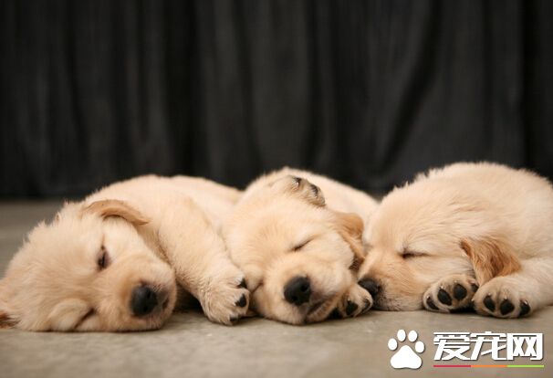 狗能吃人吃的东西吗 巧克力是其致命食物
