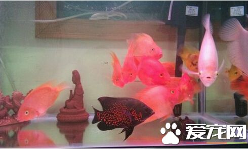 招财鱼变色 一般招财鱼都是不会变色的