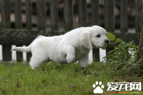 布鲁氏菌病怎么治疗 治愈犬不能再留作种用