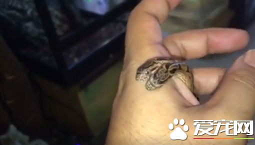 罕见双头蛇现身日本 宠物店接手成镇店之宝