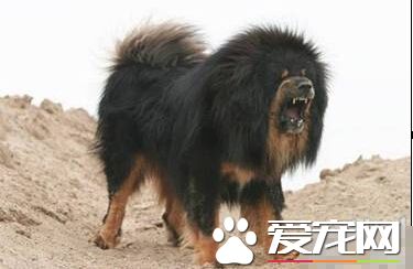 最贵的狗是什么狗 十大最名贵的犬种