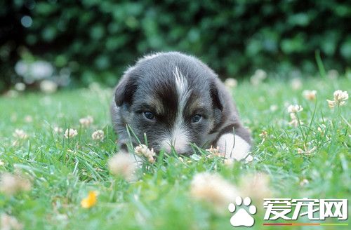 狗狗有蛔虫的症状 幼犬腹部膨大发育迟缓