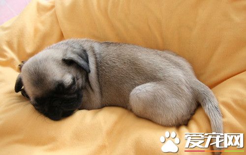 放线菌病的治疗 主要经皮肤创伤感染而发病