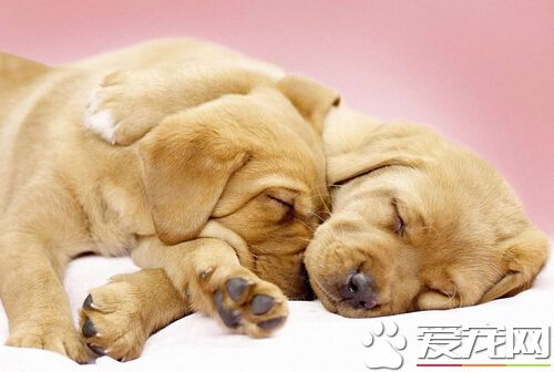 在哪买狗比较好 我们可以去饲养场购买