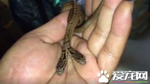 罕见双头蛇现身日本 宠物店接手成镇店之宝