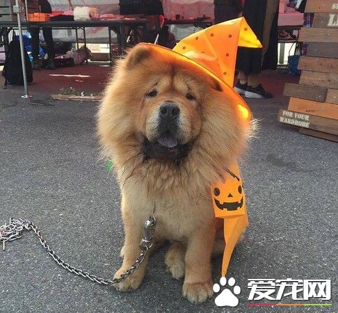 关西空港捕获狮子王 原来是超呆萌鬆狮犬