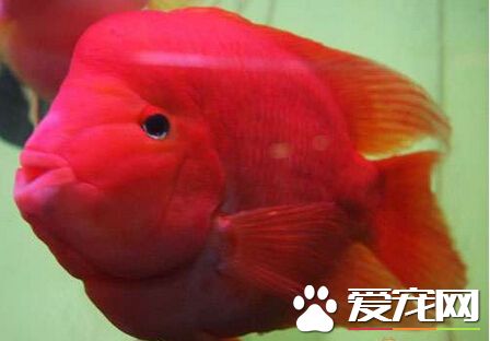 财神鱼掉鳞怎么办 可能是由水质不良造成