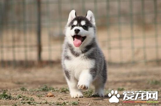 怎么给狗吃打虫药 教你如何喂狗狗吃药