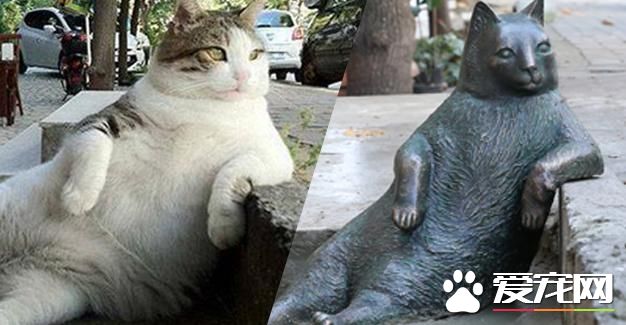 超萌慵懒猫Tombili过世 土耳其设立雕像纪念
