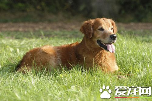 狗狗钩端螺旋体病 通常公犬发病的比较多