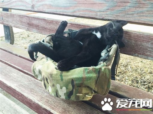 猫咪日日站岗守候 美国大兵终被它征服