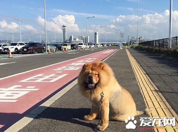 关西空港捕获狮子王 原来是超呆萌鬆狮犬