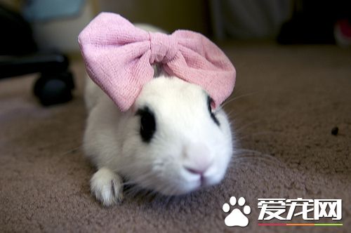 粉色的发饰是不是好看一些呢？